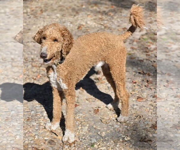 Medium Photo #1 Bernedoodle Puppy For Sale in Alexander, AR, USA
