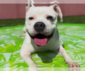 American Pit Bull Terrier Dogs for adoption in Redwood City, CA, USA