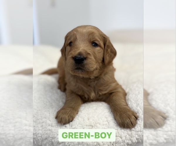 Medium Photo #6 Goldendoodle Puppy For Sale in SACRAMENTO, CA, USA