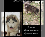 Small Photo #7 Siberian Husky Puppy For Sale in BLOOMFIELD, IN, USA