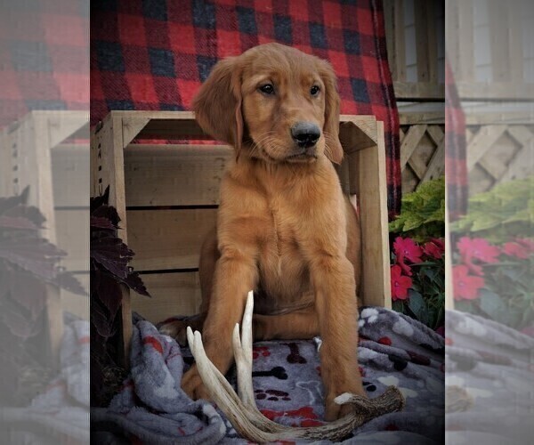 Medium Photo #4 Golden Retriever Puppy For Sale in LUBLIN, WI, USA