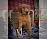 Small Photo #4 Golden Retriever Puppy For Sale in LUBLIN, WI, USA