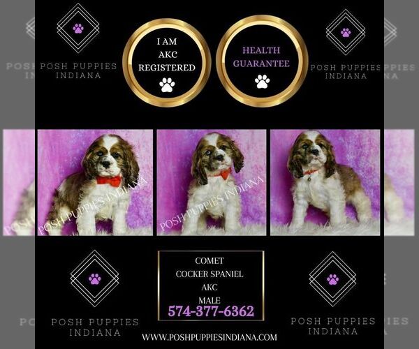 Medium Photo #3 Cocker Spaniel Puppy For Sale in WARSAW, IN, USA