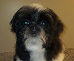 Small Photo #1 Shih Tzu Puppy For Sale in JOHNSTOWN, PA, USA