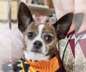 Koey - Female Chihuahua Dog for Adoption - Photo #3