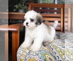 Maverick - Male Mal-Shi Puppy for Sale - Photo #8