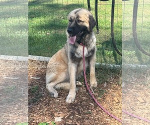 Dora Lee - At the Shelter - Female Great Pyrenees-Unknown Mix Dog for Adoption - Photo #4