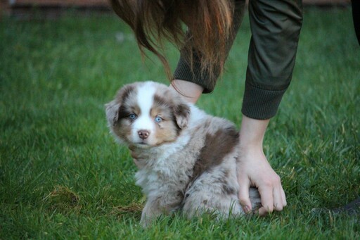 Medium Photo #1 Miniature Australian Shepherd Puppy For Sale in MOUNT VERNON, WA, USA