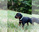 Puppy Teal Collar Doberman Pinscher