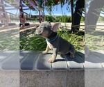Small Photo #10 French Bulldog Puppy For Sale in HEMET, CA, USA