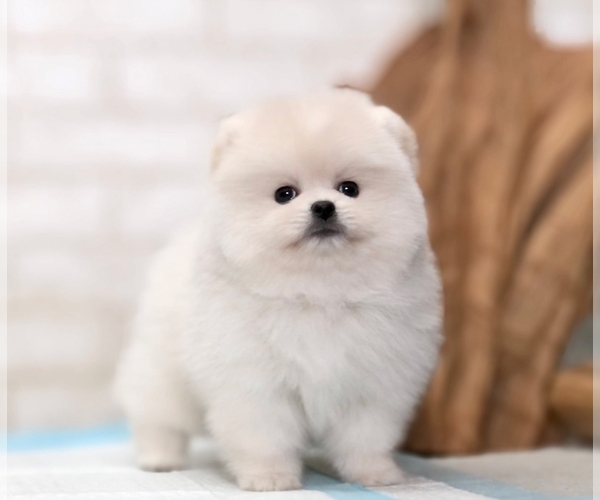 Medium Photo #1 Pomeranian Puppy For Sale in BEVERLY HILLS, CA, USA
