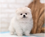 Small Photo #1 Pomeranian Puppy For Sale in BEVERLY HILLS, CA, USA