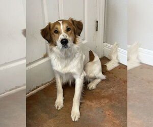 Australian Shepherd-Brittany Mix Dogs for adoption in Bolivar, MO, USA