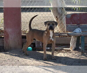 Mutt Dogs for adoption in El Centro, CA, USA