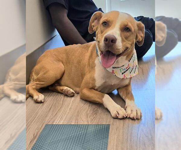 Medium Photo #1 Mutt Puppy For Sale in Baytown, TX, USA