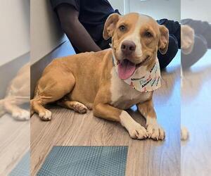 Mutt Dogs for adoption in Baytown, TX, USA