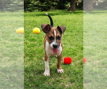 Small #3 Basenji-Rat Terrier Mix