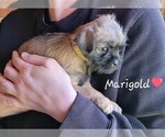 Puppy Marigold Brussels Griffon