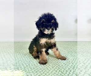 Bernedoodle (Miniature) Puppy for sale in GREENFIELD, IN, USA