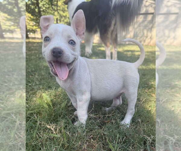 Medium Photo #11 Bullboxer Pit Puppy For Sale in OKLAHOMA CITY, OK, USA