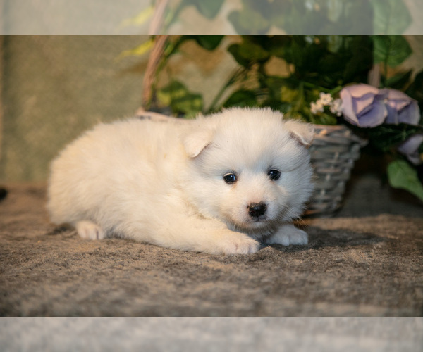 Medium Photo #9 American Eskimo Dog Puppy For Sale in BERNE, IN, USA