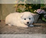 Small #1 American Eskimo Dog