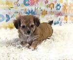 Small #11 Chihuahua