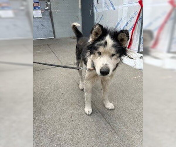 Medium Photo #1 Siberian Husky Puppy For Sale in Stockton, CA, USA