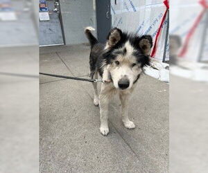 Siberian Husky Dogs for adoption in Stockton, CA, USA