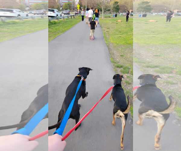 Medium Photo #4 Doberman Pinscher-Retriever  Mix Puppy For Sale in Virginia Beach, VA, USA