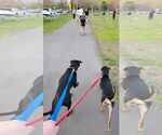 Small #3 Doberman Pinscher-Retriever  Mix