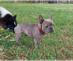 Small #6 French Bulldog