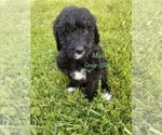 Small Photo #6 Labradoodle Puppy For Sale in CORYDON, IN, USA