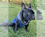 Small Photo #1 French Bulldog Puppy For Sale in HOLLISTER, CA, USA