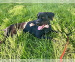 Small #1 Labrador Retriever