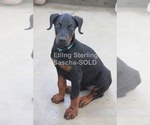Small Photo #5 Doberman Pinscher Puppy For Sale in FREDERICKTOWN, MO, USA