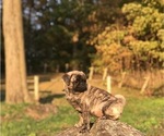 Small Photo #11 Pug Puppy For Sale in CANTON, CT, USA