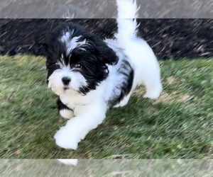 Shih Tzu Puppy for sale in MAYS LANDING, NJ, USA