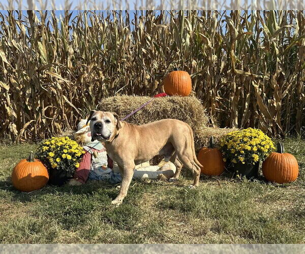 Medium Photo #3 Boxer-Unknown Mix Puppy For Sale in Evansville, IN, USA
