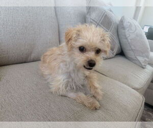 Cairn Terrier Dogs for adoption in Menifee, CA, USA
