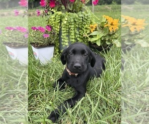 Labrador Retriever Puppy for sale in NEOLA, WV, USA