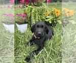 Image preview for Ad Listing. Nickname: Ready to Go