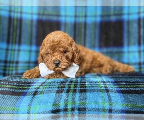 Medium Photo #4 Cavapoo (Miniature) Puppy For Sale in LAKELAND, FL, USA