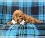 Small #3 Cavapoo (Miniature)