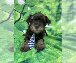 Schnauzer (Miniature) Puppy for Sale in LANCASTER, Pennsylvania USA