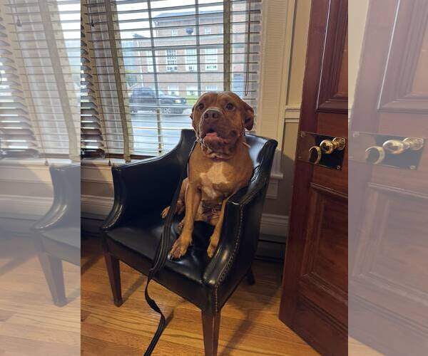 Medium Photo #4 Mutt Puppy For Sale in Hinton, WV, USA