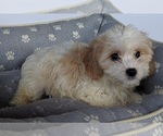 Small Photo #1 Cavachon Puppy For Sale in FREDERICKSBURG, OH, USA