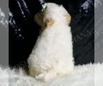 Small Photo #7 Maltipoo (Miniature) Puppy For Sale in WARSAW, IN, USA