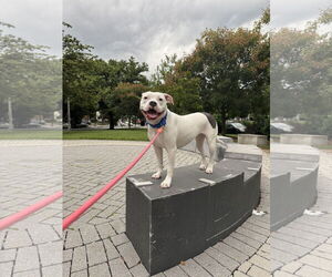 American Pit Bull Terrier Dogs for adoption in Berkeley, CA, USA
