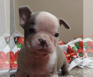 Boston Terrier Puppy for sale in CRKD RVR RNCH, OR, USA